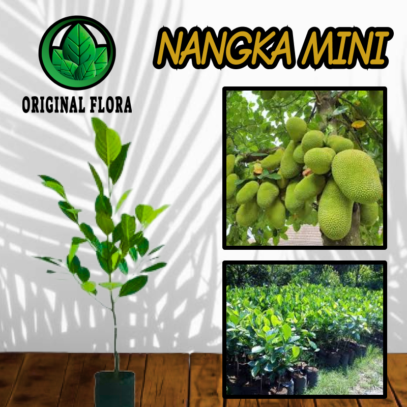 Bibit Nangka Mini Pohon Nangka Mini Tanaman Nangka Mini Unggul Okulasi