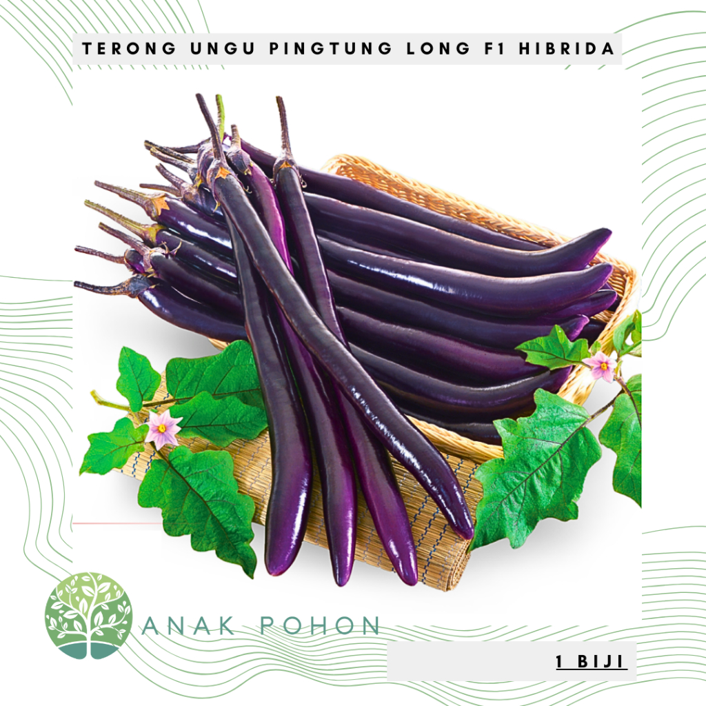 Benih Bibit Biji - Terong Ungu Pingtung Long F1 Hibrida Seeds - Panen dalam 80 Hari - Tipe Ramping &