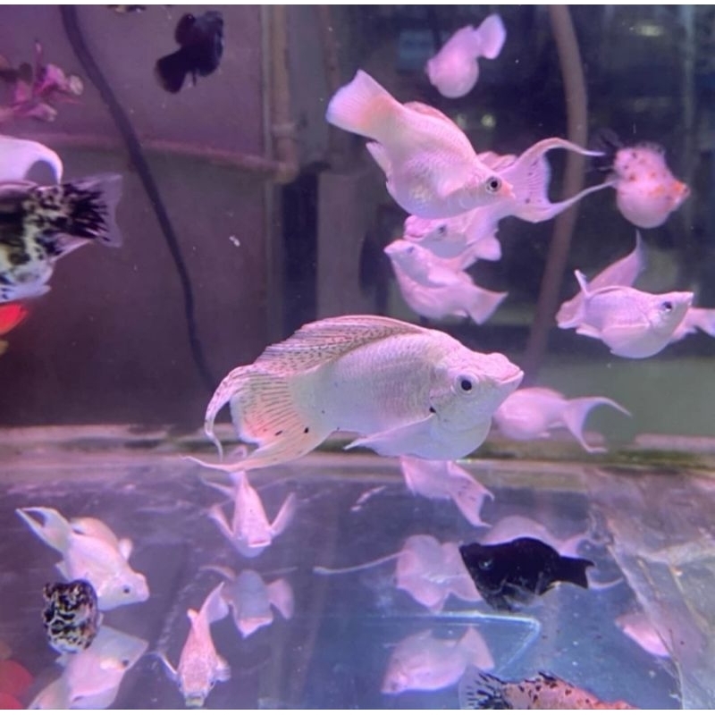 

IKAN MOLLY CAGAK PLATINUM / BESAR 4-5 CM / IKAN HIAS