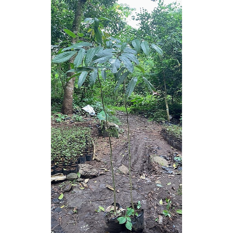 Pohon Kenari - Tanaman kenari - bibit pohon kenari