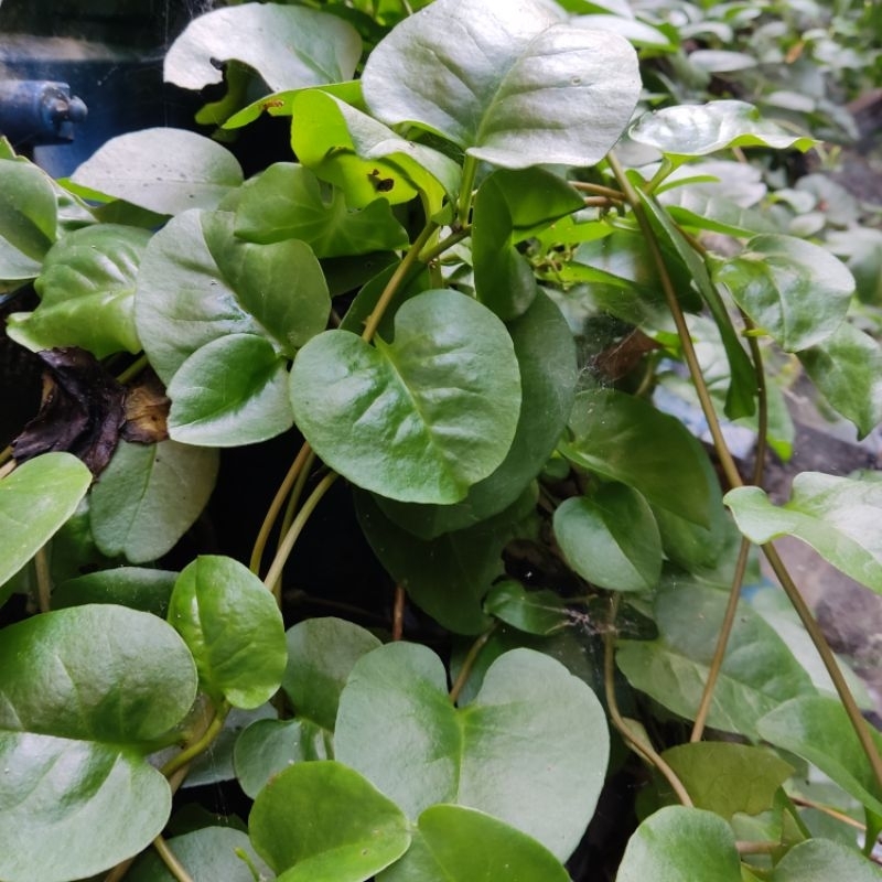 

daun binahong segar langsung dari kebun