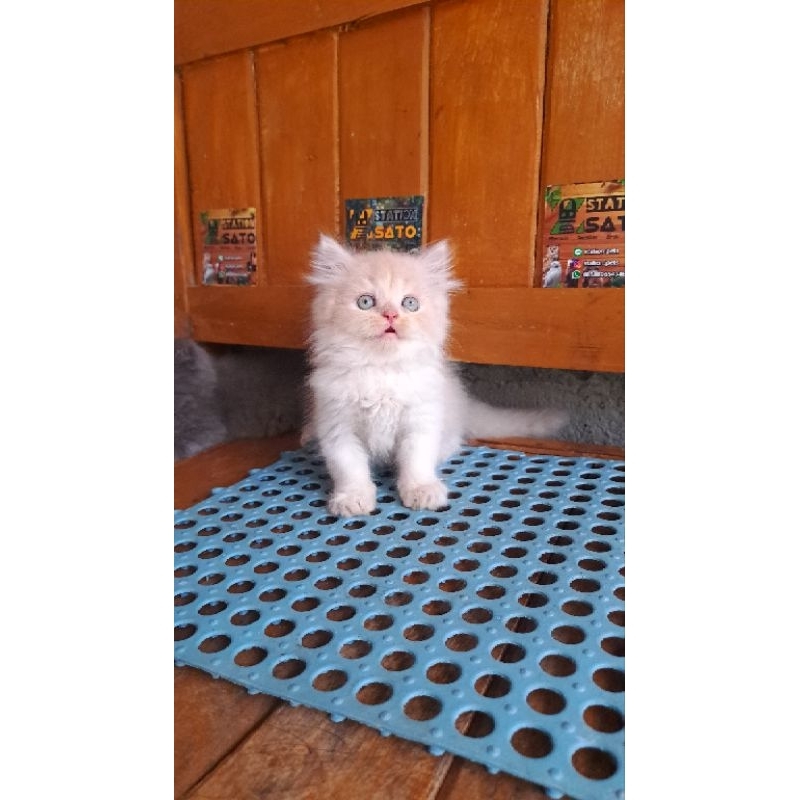 Kitten Persia Medium Cream Longhair