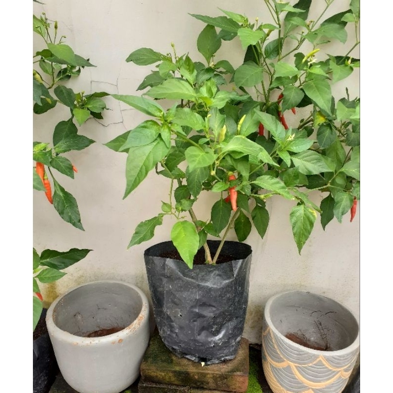 

cabe rawit merah siap panen dan bibit