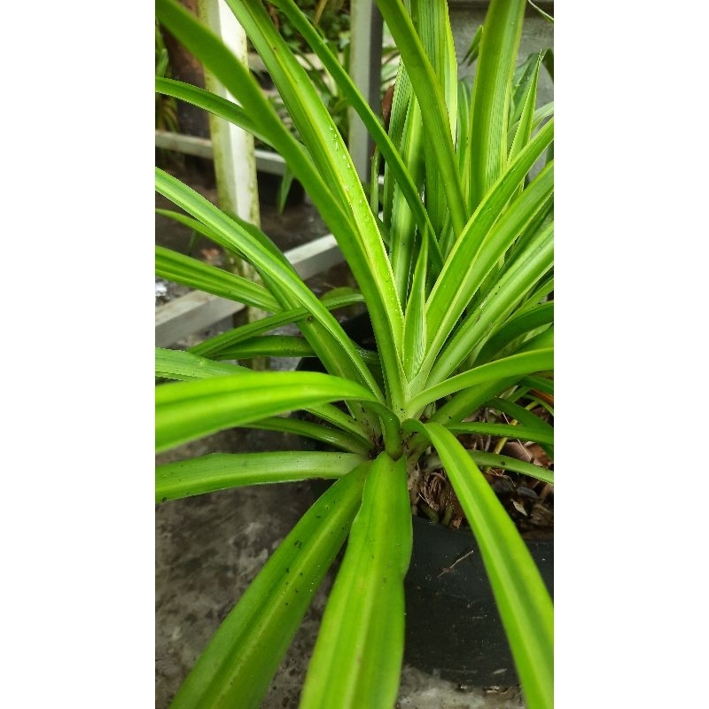 Spider Plant