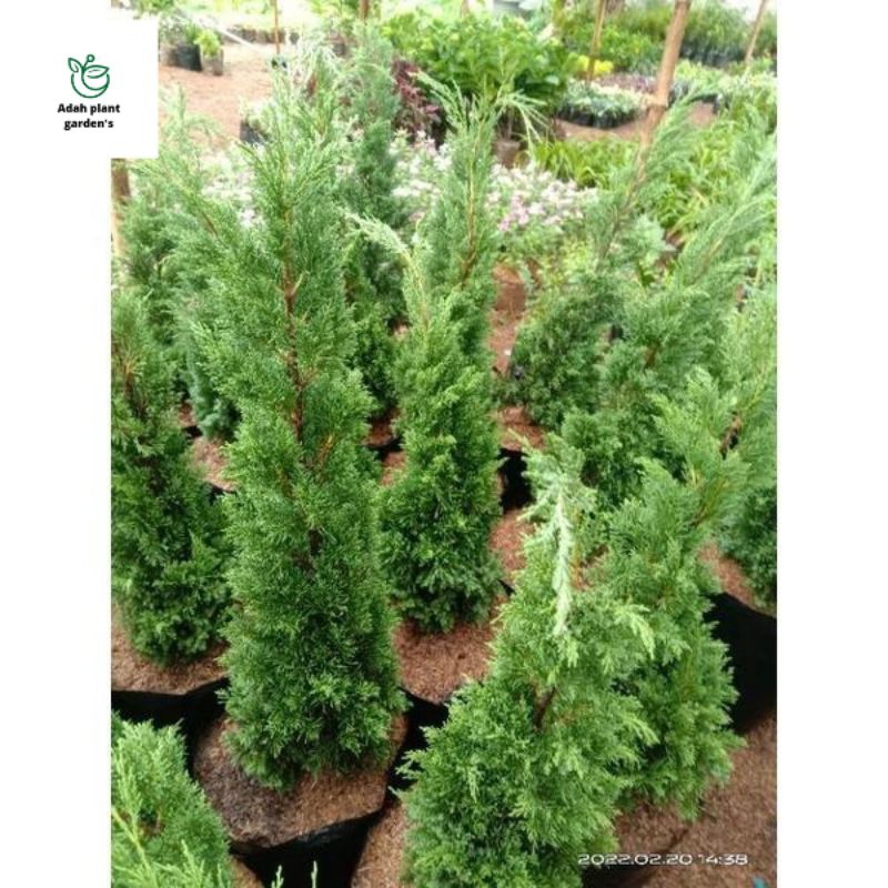 >( BISA COD ) Tanaman Hias Cemara Papua Cemara Lilin Tinggi 1 Meter Pohon Cemara Papua / Tanaman Ind