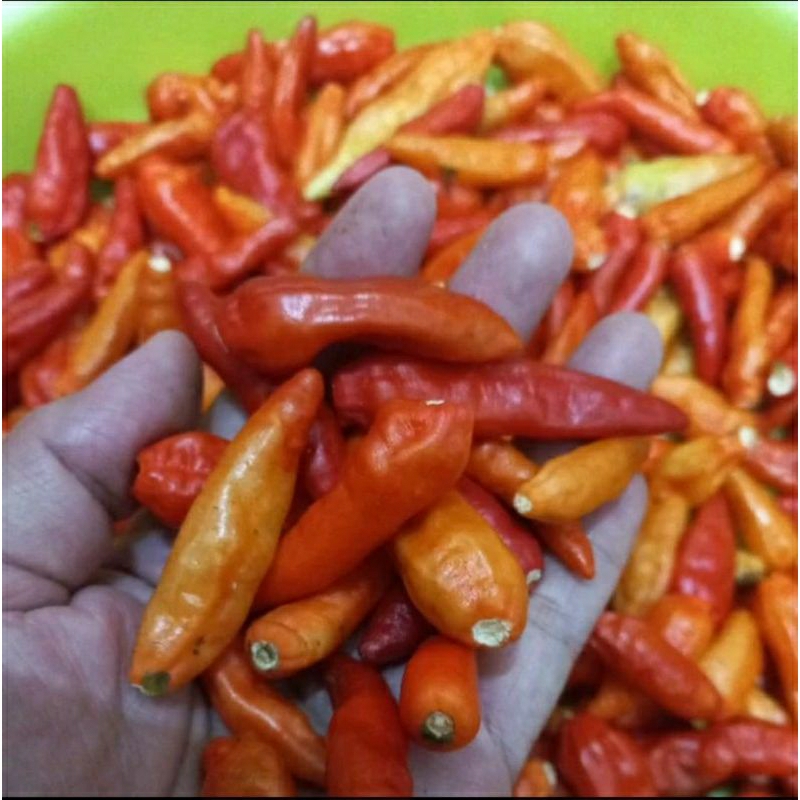 

Cabe rawit merah 500gr petik tangkai
