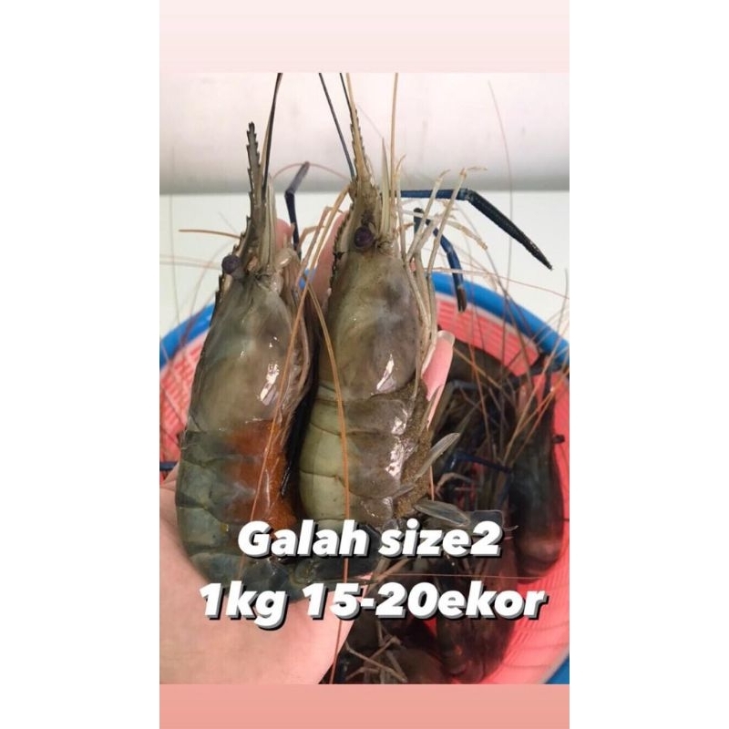 

Udang Galah