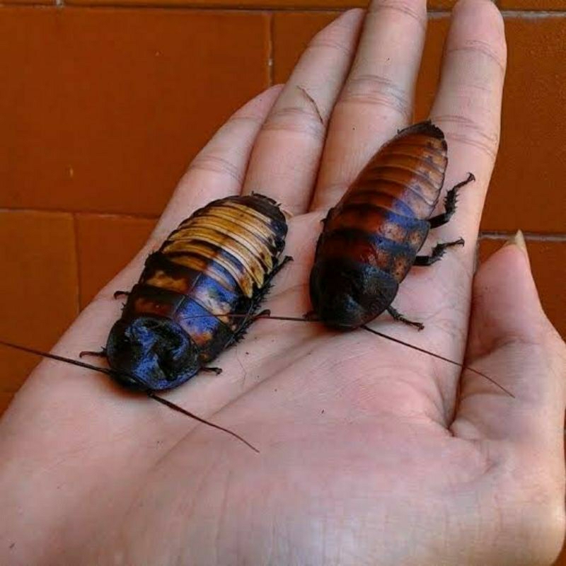 UMPAN GACOR KECOA SULTAN / KECOA MADAGASKAR INDUKAN ( MINIMAL ORDER 2)