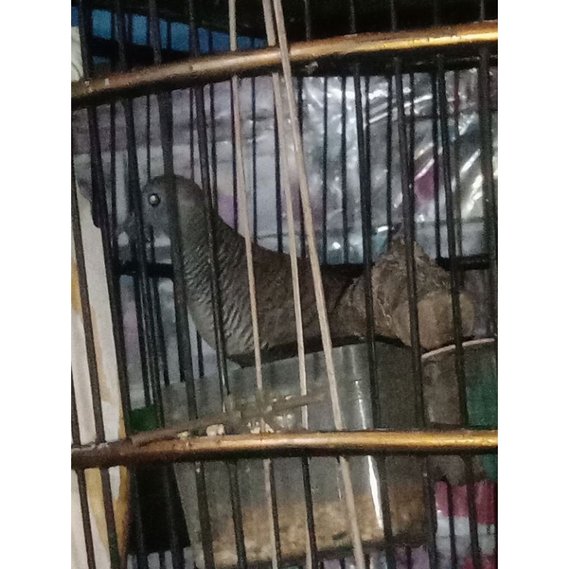 Burung perkutut lokal katuranggan Banyu kehuripan