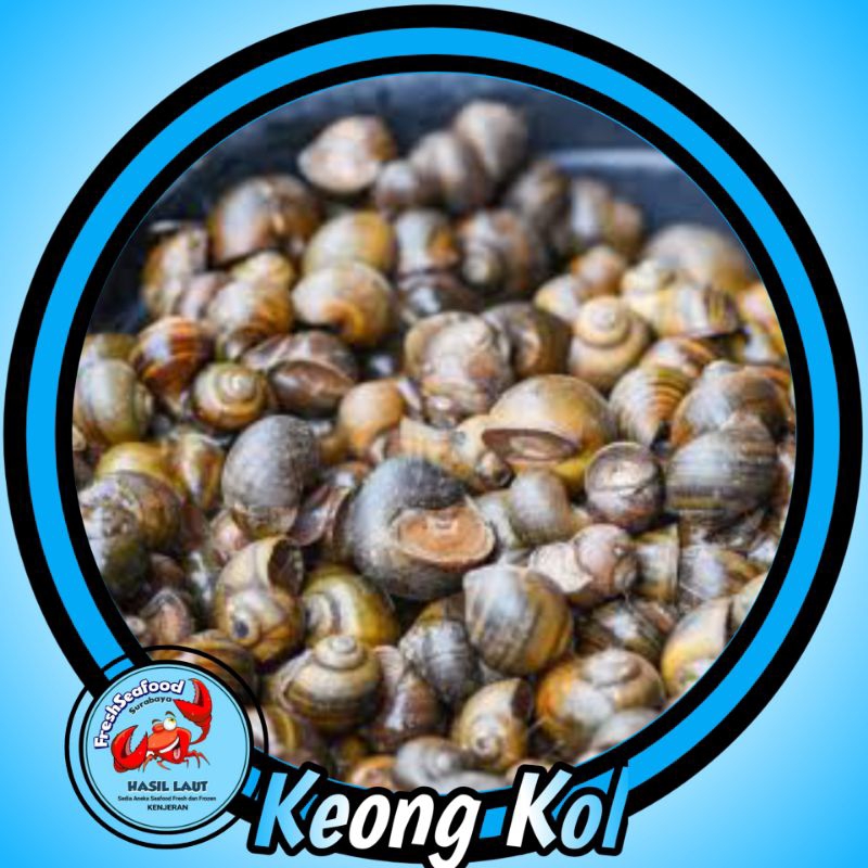 

KEONG KOL SEGAR 1kg