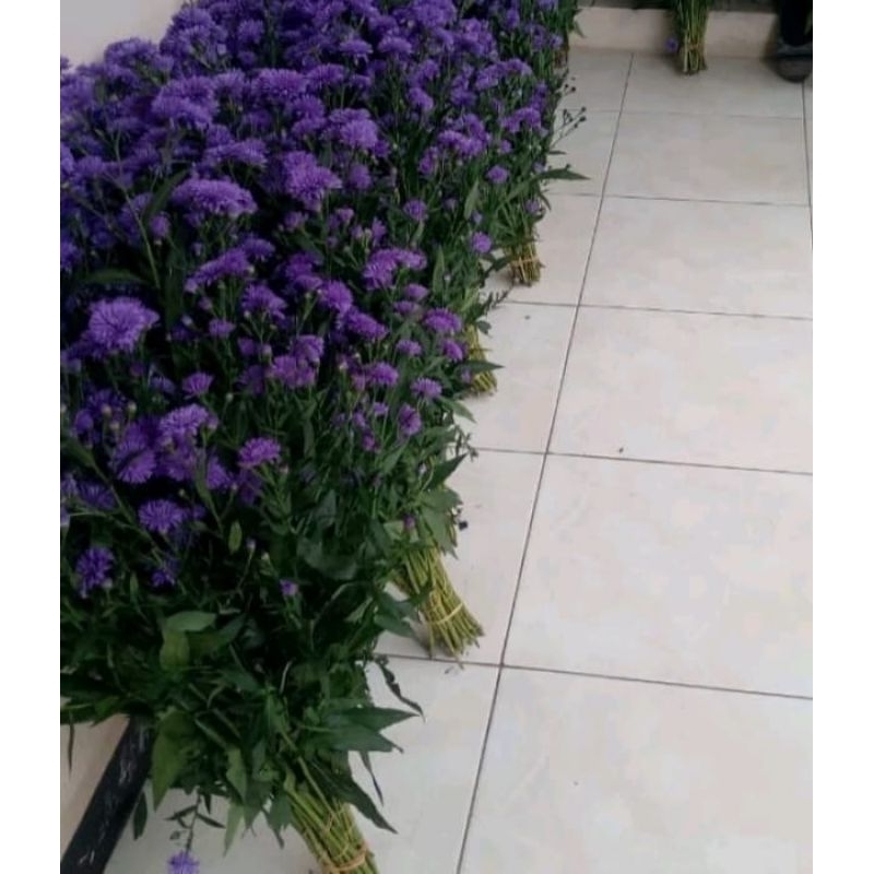 Bunga potong pikok ungu.
