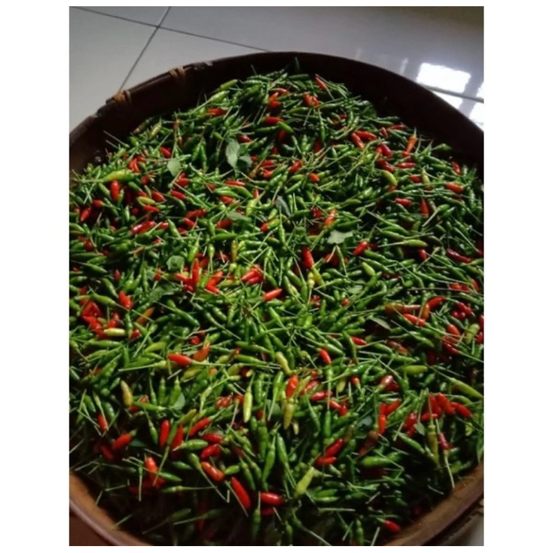 

Cabe Rawit Asli Dari Kebun Sendiri 1 KG