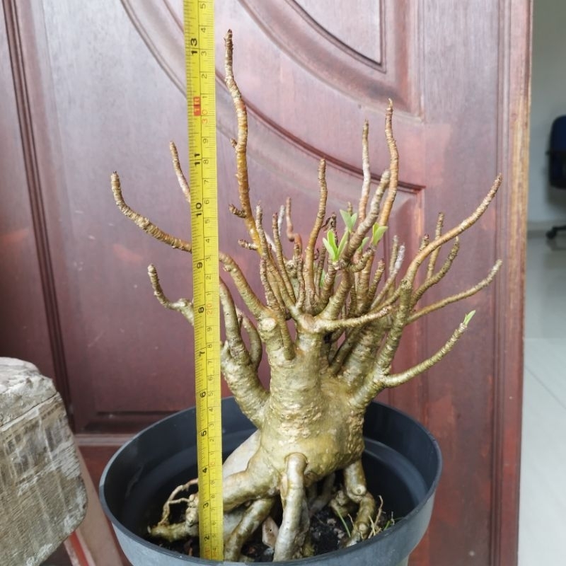 Adenium Arabicum Black RCN Monster