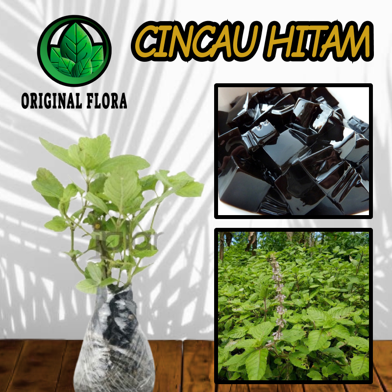 Bibit Cincau Hitam Daun Cincau Hitam Pohon Cincau Hitam