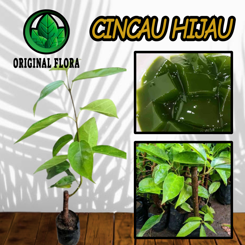 Bibit Tanaman Cincau Hijau - pohon cincau