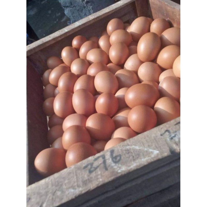 

Telur Ayam 1kg