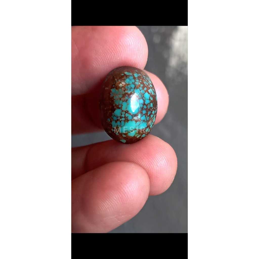 Pirus Mesir Ceplok Kura-Kura murah