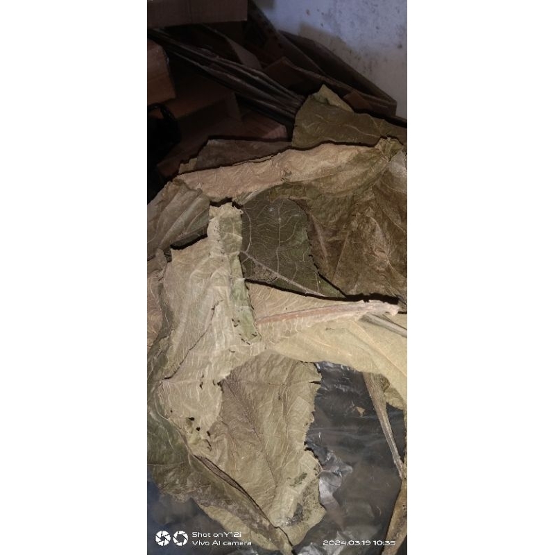 

Daun Aprika kering atau Daun Sambung nyawa 100grm
