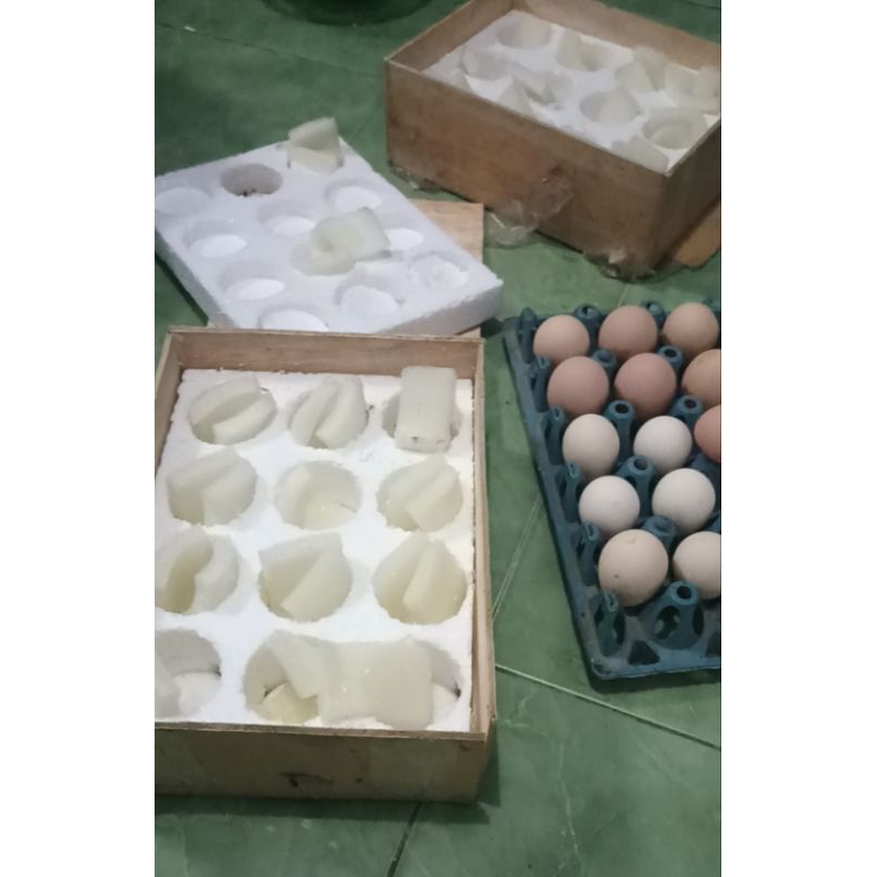 TELUR TETAS AYAM AUSTRALORP