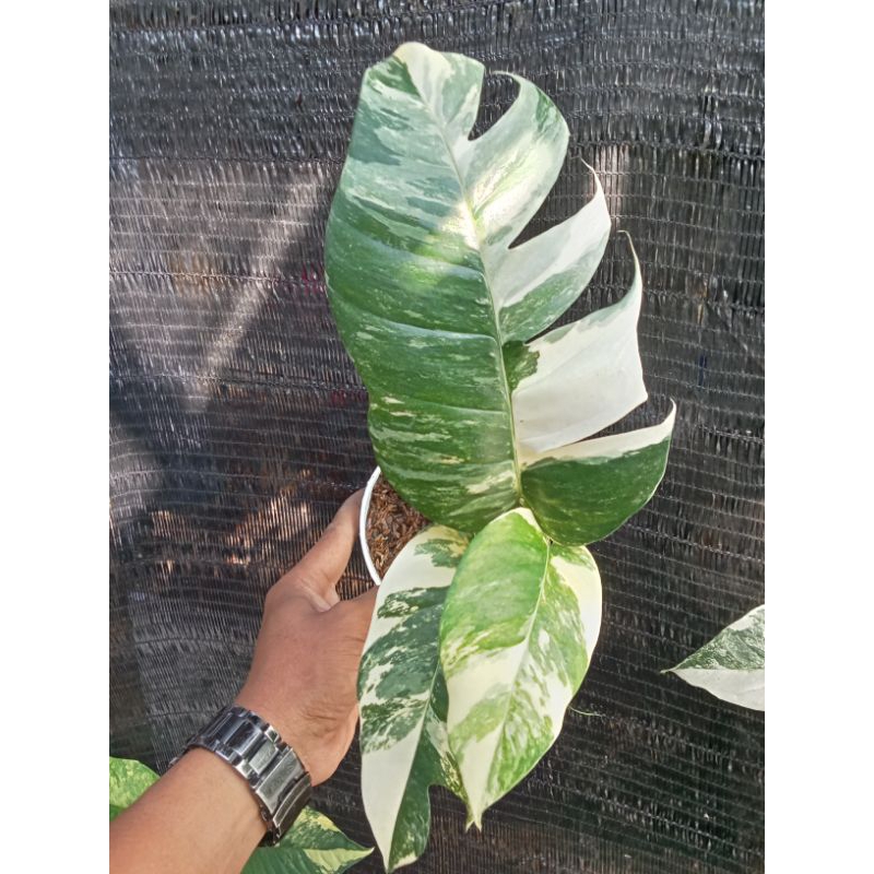 epip vrenum varigata