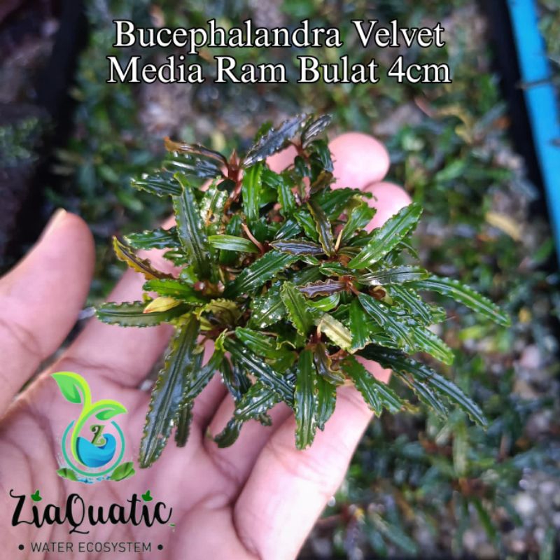 Bucephalandra Velvet Media Ram Bulat 4cm - Tatakan Bonsai Aquascape Aquarium Paludarium