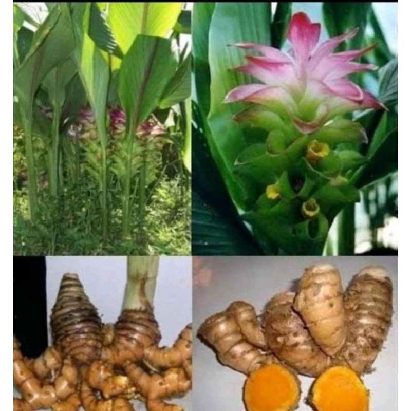 

Temulawak Segar 1 Kg