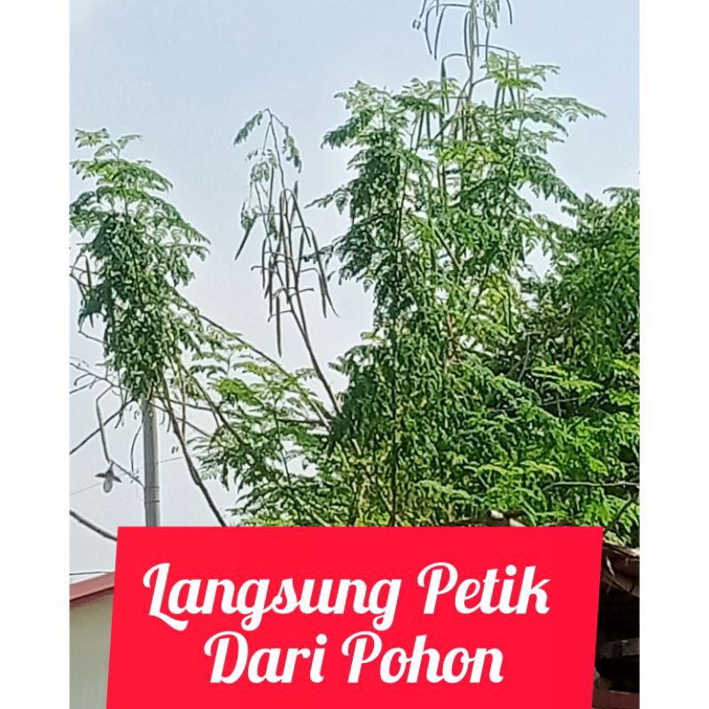 

Buah Kelor/Murungka/Moringga Kelor Langsung Petik Pohon