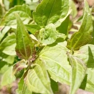 

daun Kirintuh 200 gr