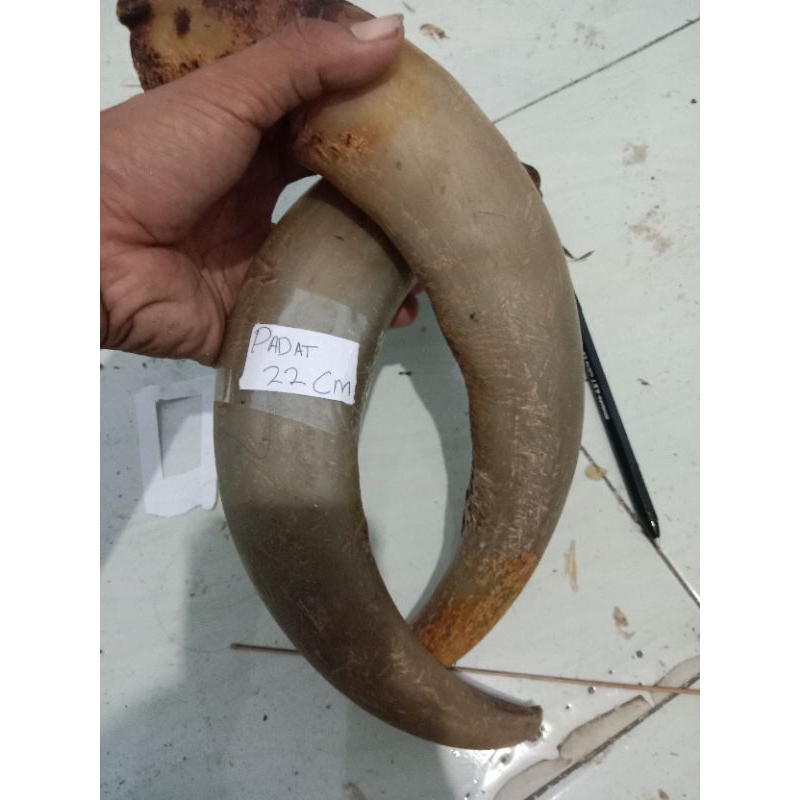 TANDUK PUTIH BULE PADAT READY 20-22cm ( 1pcs )