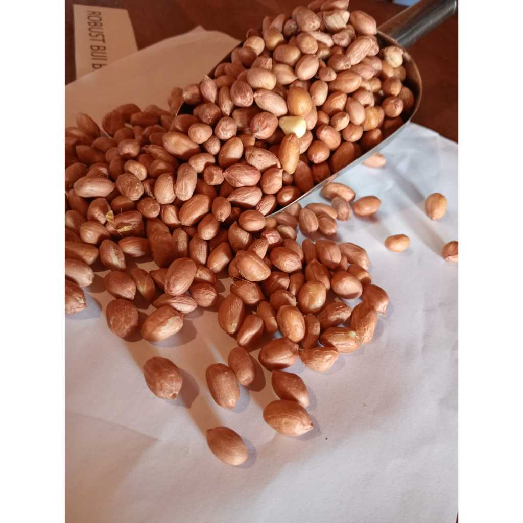 

kacang tanah