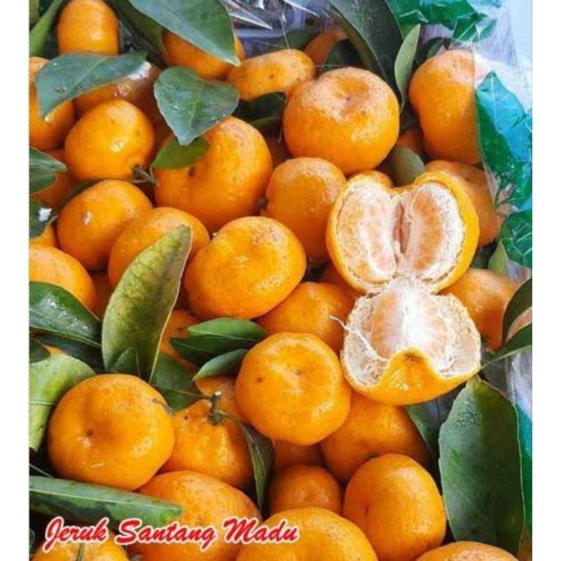 

Bibit Jeruk Santang Madu Ukuran 70 up Citrus Reticulata