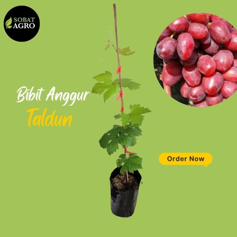 Bibit Anggur Impor Taldun