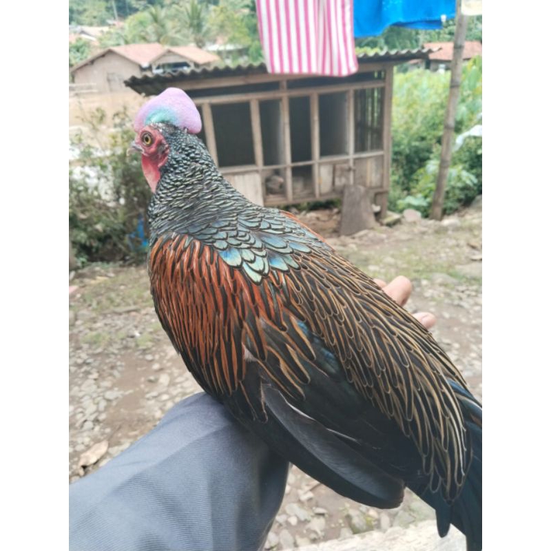 ayam hutan hijau jantan(latin:gallus varius)