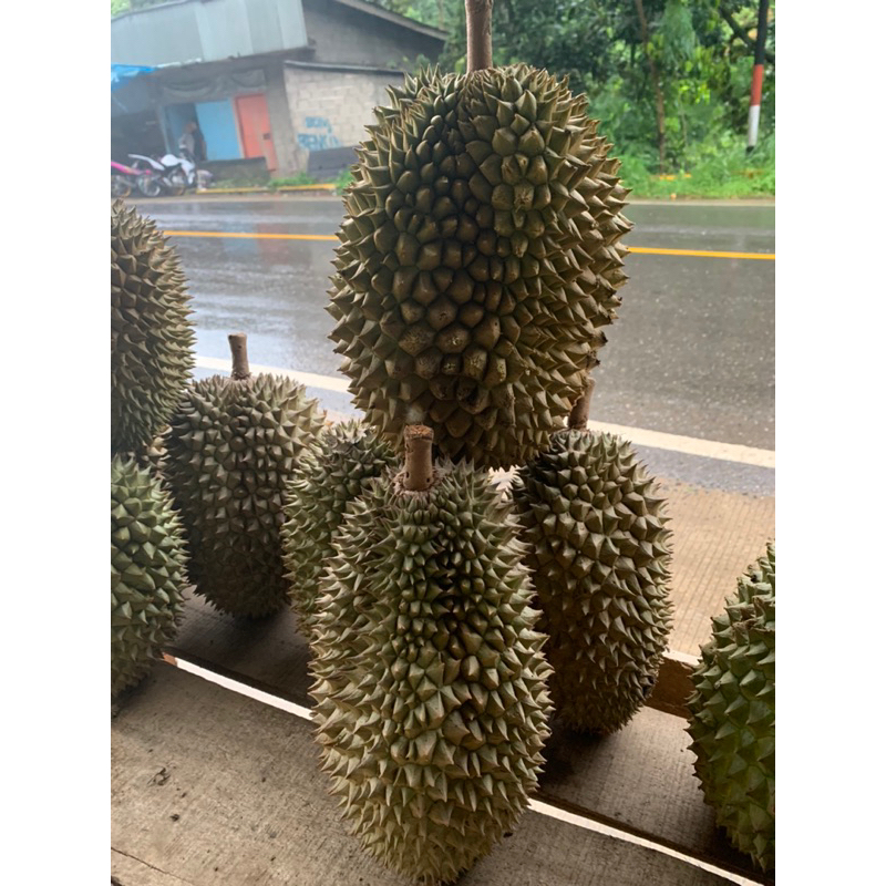 

Buah Durian 1 kg durian Sijunjung enak