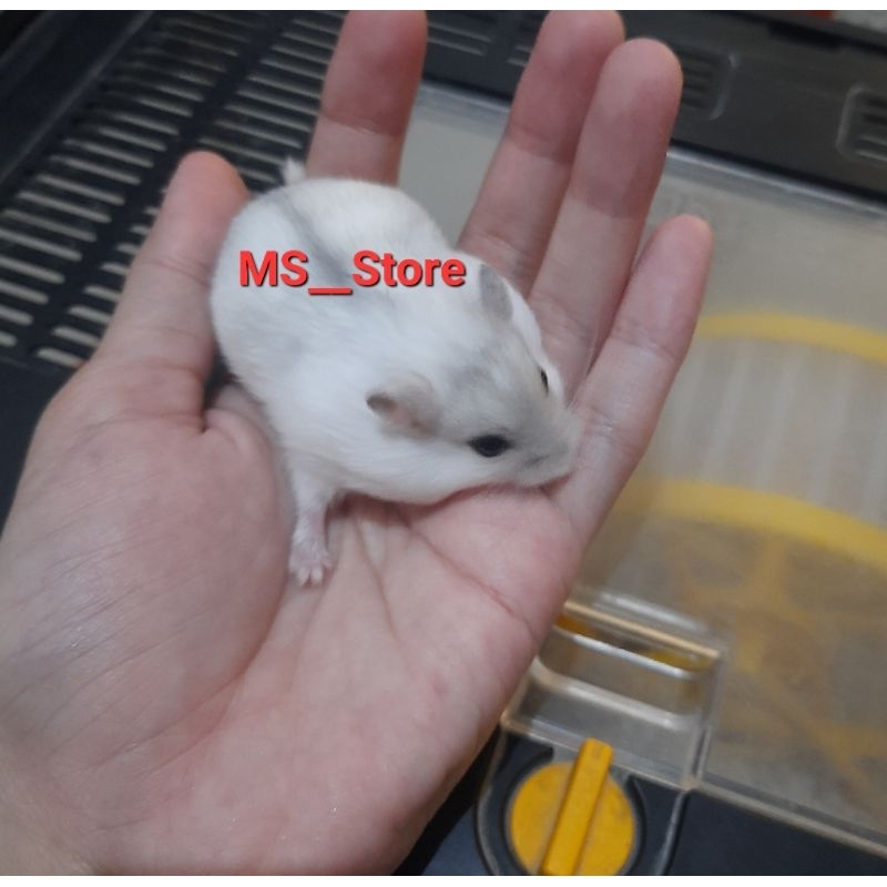 ( KHUSUS SURABAYA INSTAN ) Hamster Winter white pearl, shapire, Blue Argante, tiger