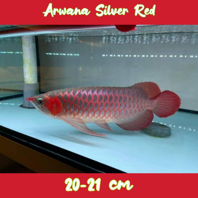 Hiasan Aquarium Arwana Silver Red 20 cm.