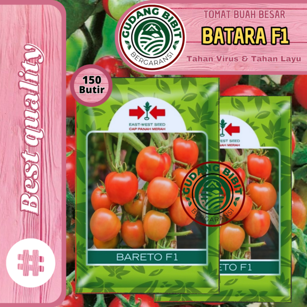 Benih Bibit Biji Tomat Buah Besar BARETO F1 150 Butir Cap Panah Merah Super Manis