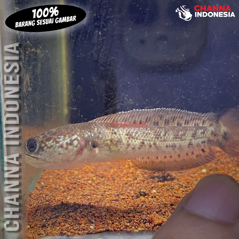 Auranti CB Baby Istimewa Simet 7/7