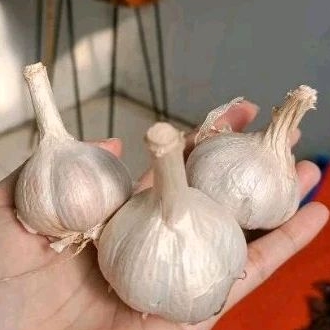 

bawang putih kating