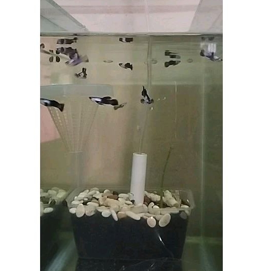 Pajangan Mini Panda Guppy
