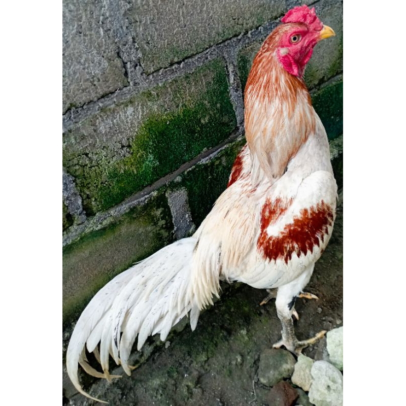 Telur fertil ayam plucker pukul mati pukul saraf.(jual telurnya) jual telur fertil untuk ditetaskan