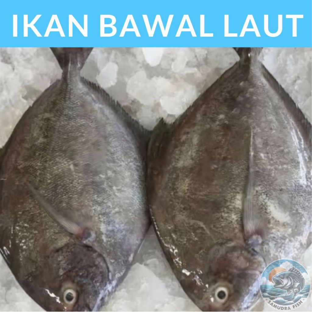 

Ikan Bawal Laut Hitam/Dorang BESAR | Ikan Semarang | Beli Ikan Segar Semarang | Belanja Ikan Semarang