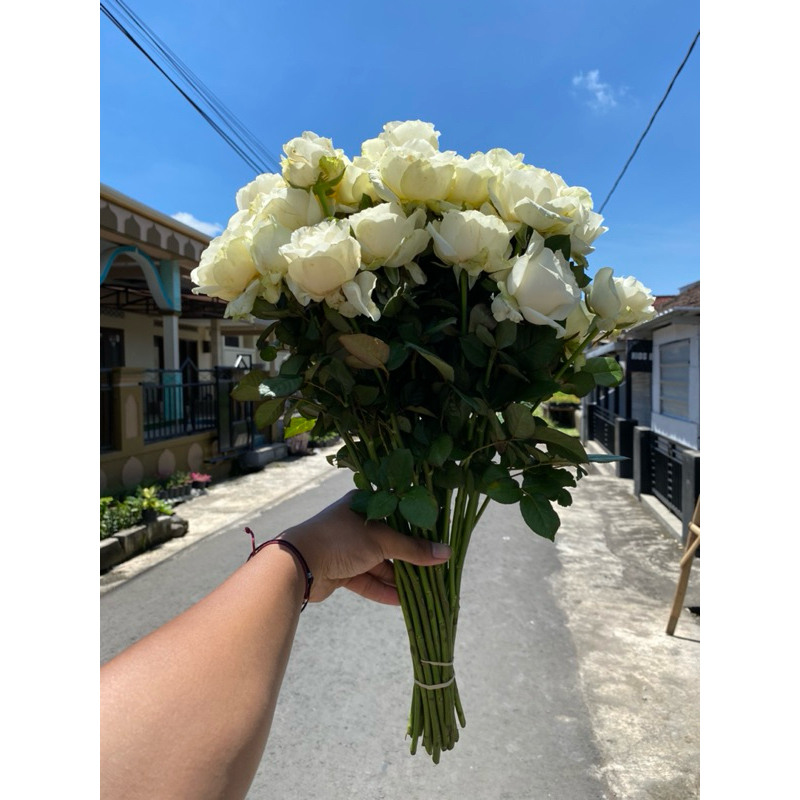 Bunga Mawar Potong,Mawar putih,