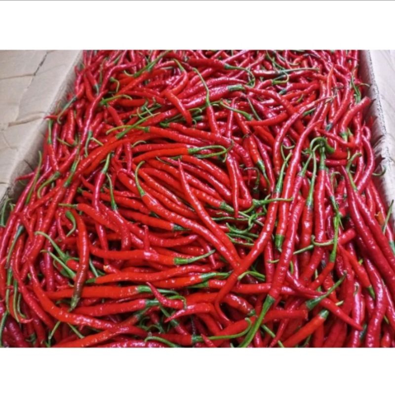 

Cabe merah keriting / cabai merah keriting fresh 1kg