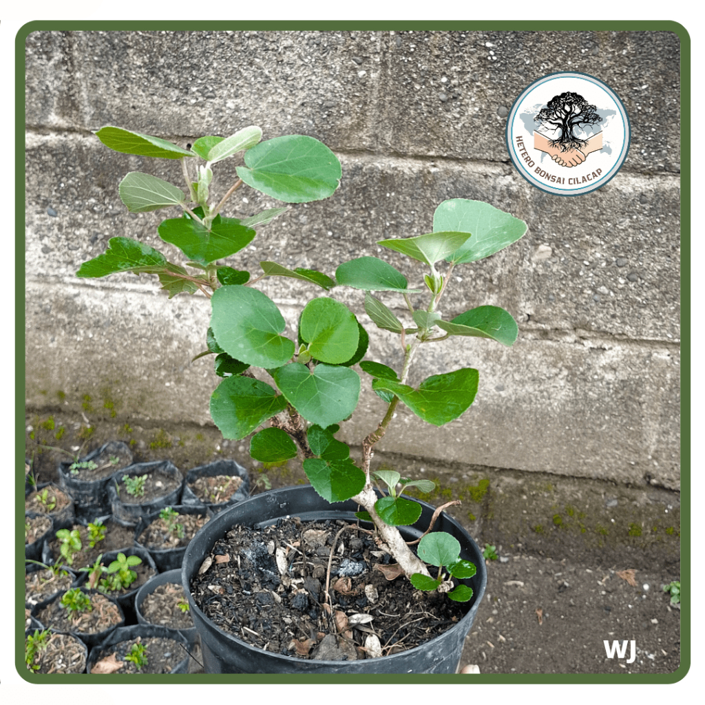 Bahan Bonsai Waru Jepang Hasil Cangkok