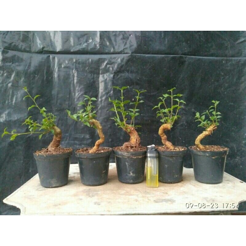 Bahan sakura mikro shito ekstrime bonggol berkarakter