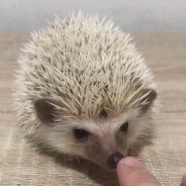 Landak Mini Snowflake ( KHUSUS KURIR INSTANT ATAU SAMEDAY )