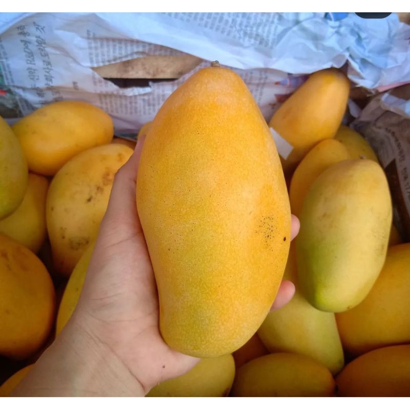 

Mangga Thailand Namdokmai | Mangga Susu Thailand 1 Kg