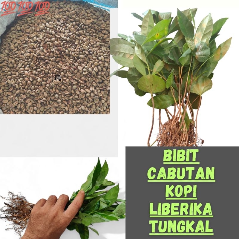 Bibit Cabutan Kopi Liberika Betara Tungkal