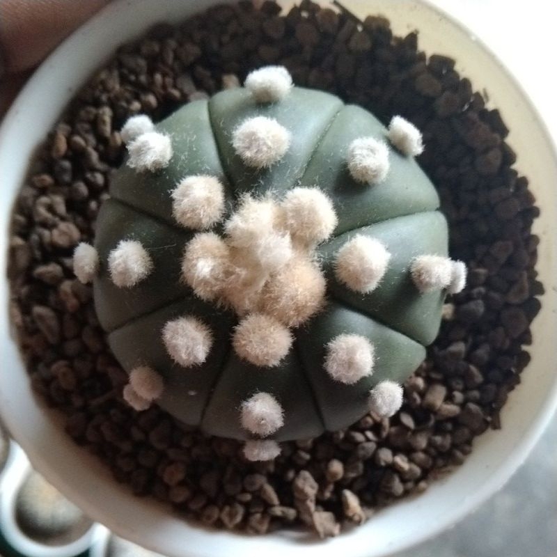 astrophytum cv Ooibo